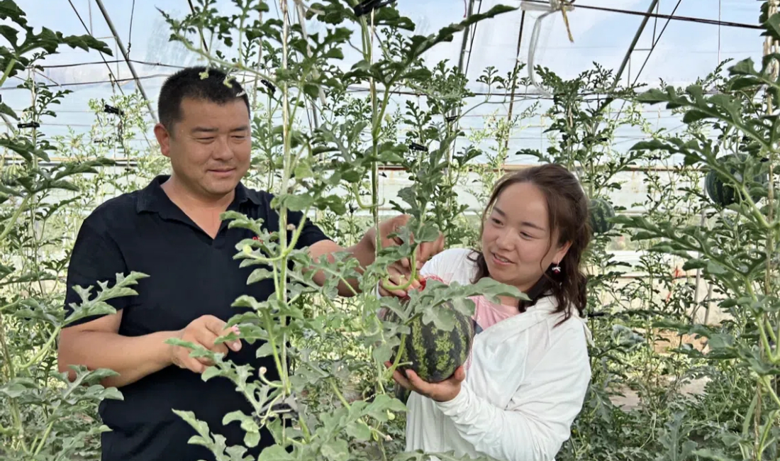 平羅縣姚伏鎮北營子村的甜瓜新鮮上市